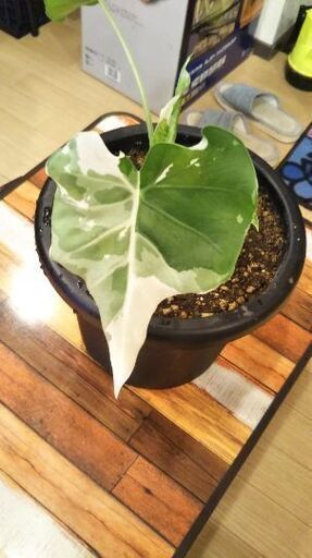 クワズイモ斑入り