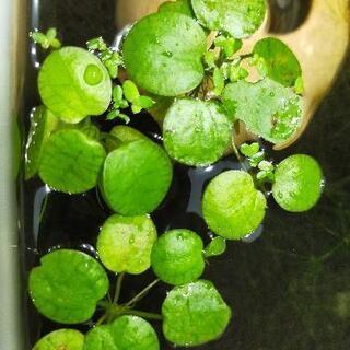 【ネット決済】【無農薬】水草4種セット+ミナミヌマエビ1匹