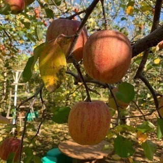 りんご収穫等のアルバイト