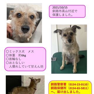 迷い犬の飼い主さんを探しています