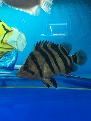 ぶちねこ様と話し中 ダトニオ 16cm前後