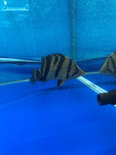 ぶちねこ様と話し中　ダトニオ　16cm前後