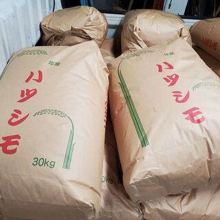 収穫したて♪岐阜県ブランド★ハツシモ玄米30kg　令和3年度産　...