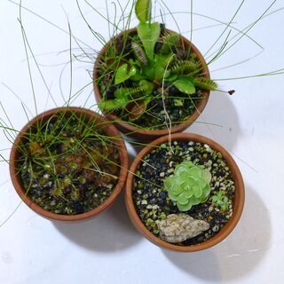 食虫植物寄せ植え・鉢植えモウセンゴケなど