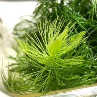 マツモ 水草 10本 メダカの越冬用に ザリガニの餌に マゼピン 競輪場前のその他の中古あげます 譲ります ジモティーで不用品の処分