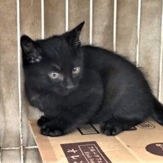 子猫2ヵ月真っ黒です。の画像
