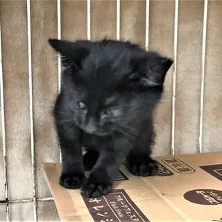 子猫2ヵ月真っ黒です。 - 猫