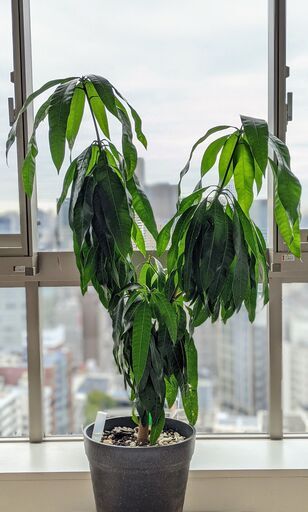 トロピカル観葉植物:マンゴーの木！！(接木なし)