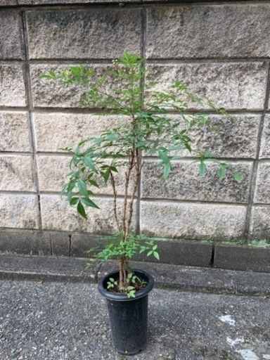南天の木　お正月