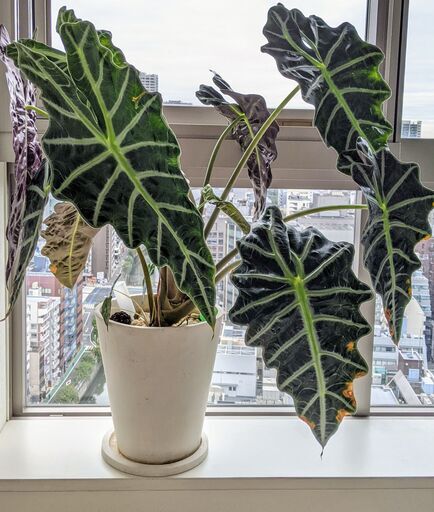 トロピカル観葉植物：アロカシア・アマゾニカ