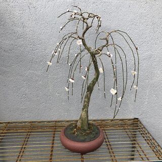 盆栽 （ 桜？ ）の造花 全長約56cm