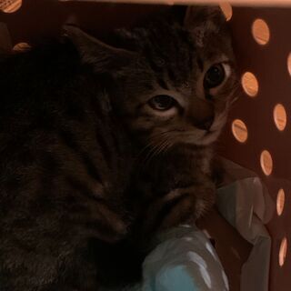 【里親候補の方とお話し中です】子猫★キジトラの男の子★2ヶ月 - 猫