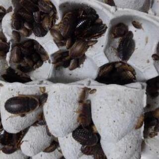 デュビアアルゼンチンモリゴキブリ爬虫類エサ トカゲ 弥生のその他の中古あげます 譲ります ジモティーで不用品の処分