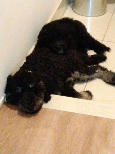 Mix犬 シュナウザーとプードル とブラックミディアムプードル同時に里親さん募集 ウルウルちゃん 墨田のその他の里親募集 ジモティー