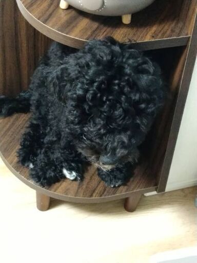 ミディアムプードルとプードルとシュナウザーのmix犬の同時にお願いできます里親さん募集 ウルウルちゃん 墨田のその他の里親募集 ジモティー