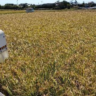 古米令和2年度産　きねむすめ玄米10㎏