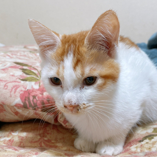 ３ヶ月　茶白の子猫