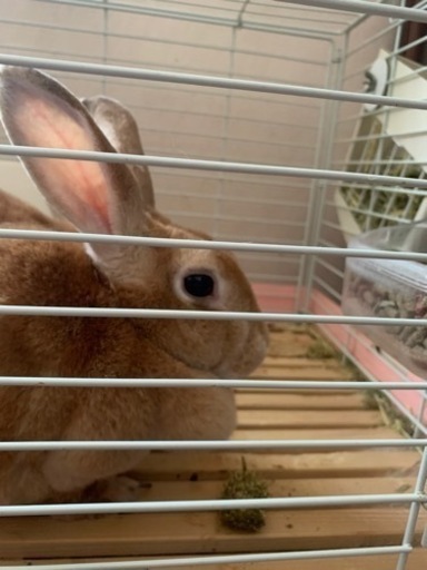 新しいお家を探してるおとなしいかわいい子です Aya Su 横浜のその他の里親募集 ジモティー