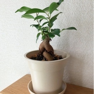 観葉植物　ガジュマル⑨　21cm　ナチュラルカラーの3.5号の鉢...