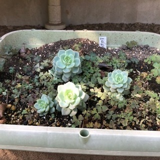 埼玉県の中古多肉植物が無料 格安で買える ジモティー