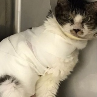 神奈川県 横浜市の猫の里親募集 ジモティー