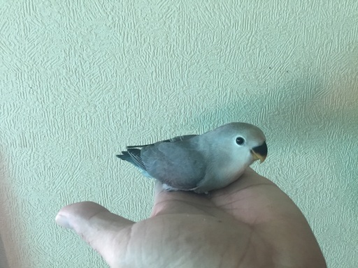 コザクラインコホワイトフェイスさんのがま口&マスコット♪ 脆く