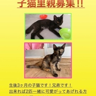 子猫　生後３ヶ月程度　残り二匹