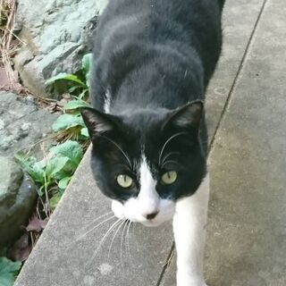 可愛い白黒の元気な子 − 富山県