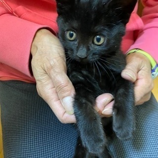 黒猫　首周り少し白　女の子　生後約2ヶ月 - 猫