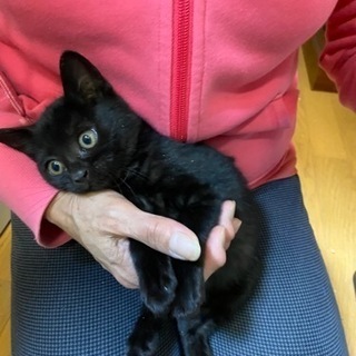 黒猫　首周り少し白　女の子　生後約2ヶ月 - 富山市