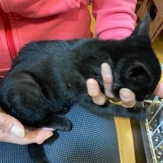 黒猫　首周り少し白　女の子　生後約2ヶ月 − 富山県