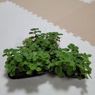 【ネット決済】植物🪴多肉植物♥️激安♥️♥️綺麗