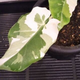 クワズイモ斑入り(オキナワシルバー)