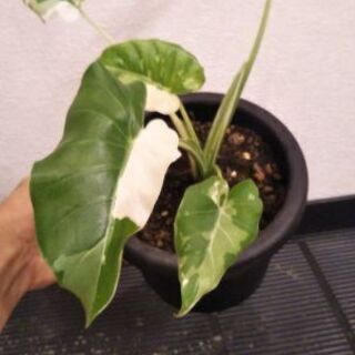 クワズイモ斑入り(オキナワシルバー)