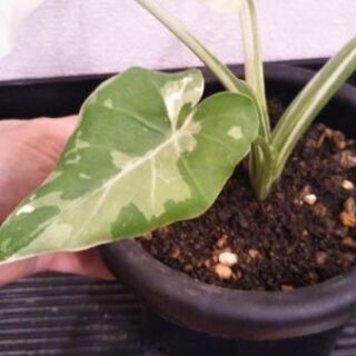 クワズイモ斑入り(オキナワシルバー)