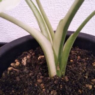 クワズイモ斑入り(オキナワシルバー)