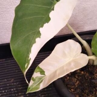 クワズイモ斑入り(オキナワシルバー)2