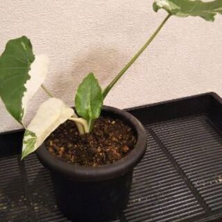 クワズイモ斑入り(オキナワシルバー)2