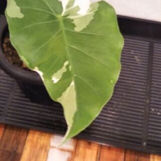 クワズイモ斑入り(オキナワシルバー)2