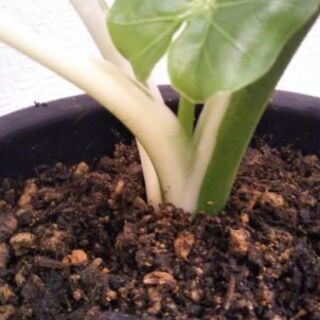 クワズイモ斑入り(オキナワシルバー)2