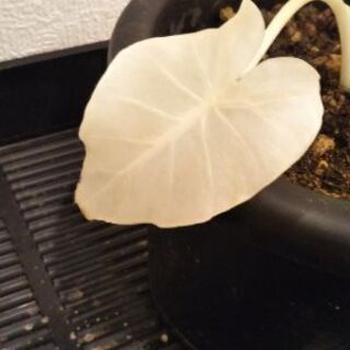 クワズイモ斑入り(オキナワシルバー)3