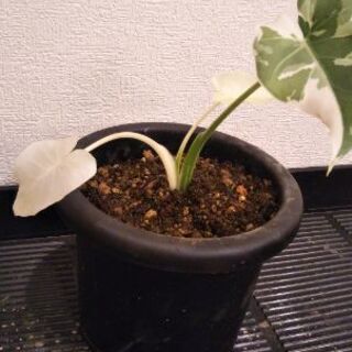 クワズイモ斑入り(オキナワシルバー)3