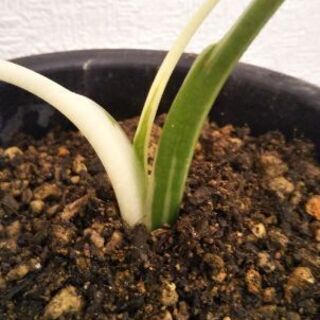 クワズイモ斑入り(オキナワシルバー)3