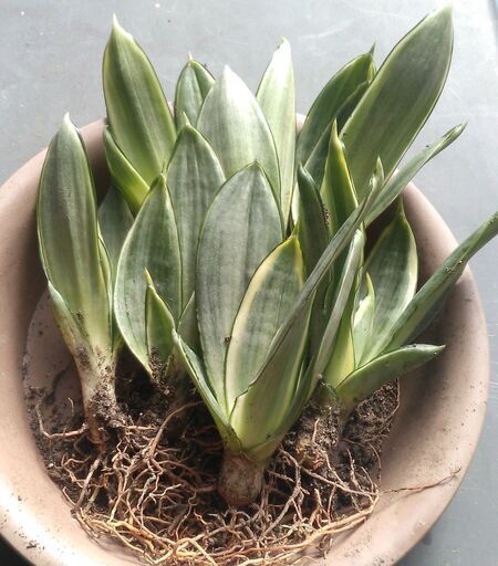 サンスベリア ハニーのカキコ２個セットサンセベリア空気清浄観葉植物斑入り じゅんひぐ 実籾のその他の中古あげます 譲ります ジモティーで不用品の処分