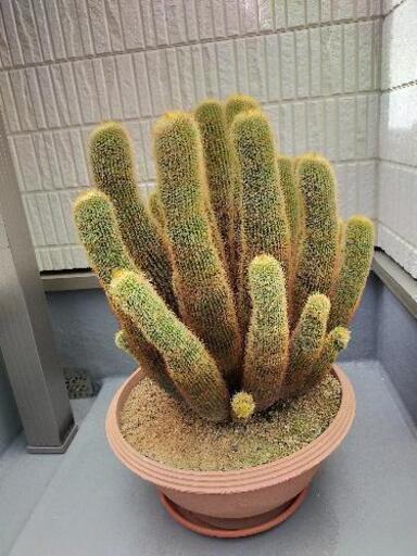 サボテン
