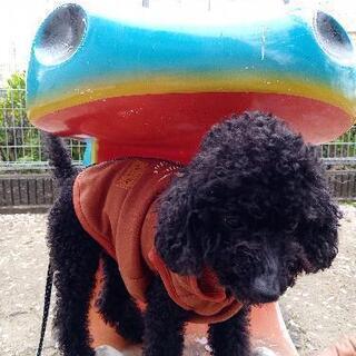 トイプードルのエサやり散歩　30分程度　全4回 トイプードルのエサやり散歩 30分程度 全4回