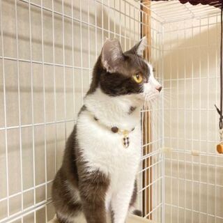 一旦受付を停止します茶白メス2歳避妊手術済 - 猫