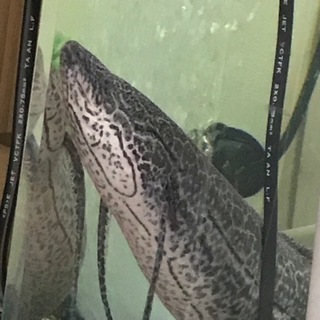 エチオピクス