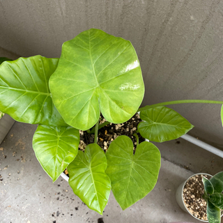 クワズイモ　観葉植物　抜き苗