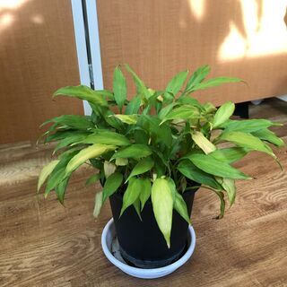 【無料】観葉植物　28㎝　